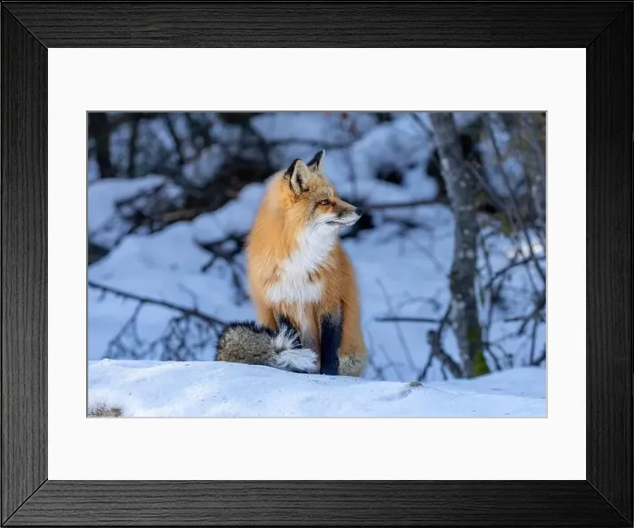 Framed Print : Red Fox (Vulpes vulpes) in Prince Albert National Park, Saskatchewan, Canada Framed Print : Red Fox (Vulpes vulpes) in Prince Albert National Park, Saskatchewan, Canada