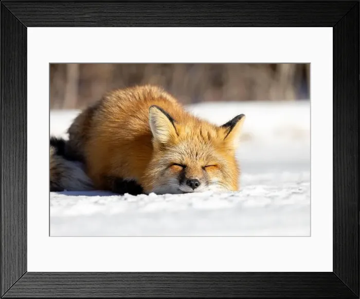 Framed Print : Red Fox (Vulpes vulpes) in Prince Albert National Park, Saskatchewan, Canada Framed Print : Red Fox (Vulpes vulpes) in Prince Albert National Park, Saskatchewan, Canada