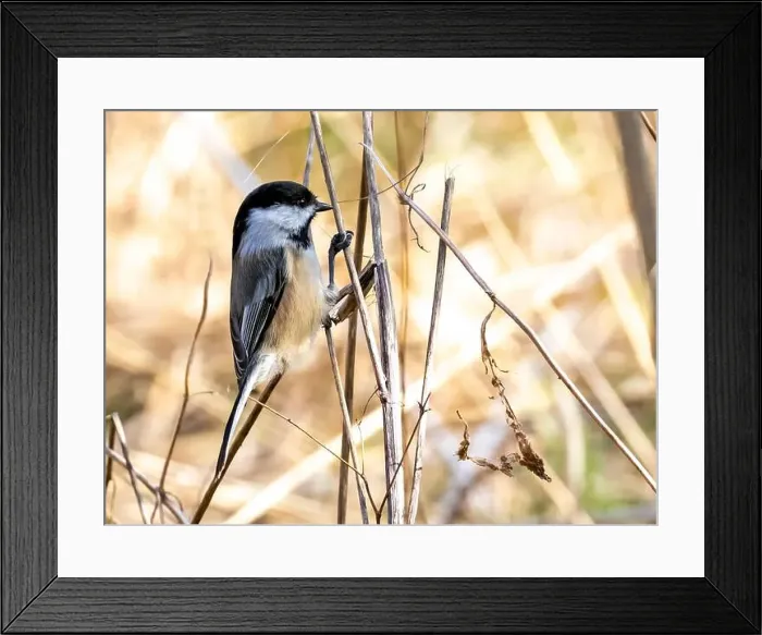Framed Print : A Black-capped Chickadee perched on a branch in Southwestern Ontario, Canada