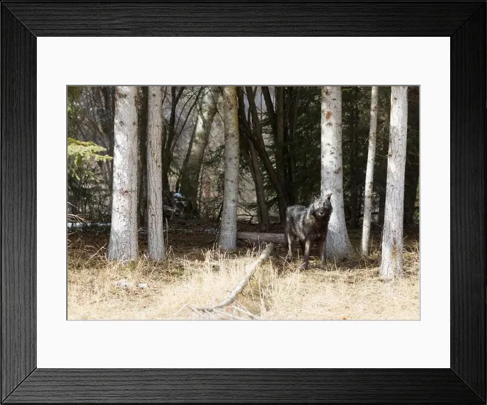 Framed Print : Grey wolf Canis lupus, adult standing at forest edge, Montana, USA, March Framed Print : Grey wolf Canis lupus, adult standing at forest edge, Montana, USA, March