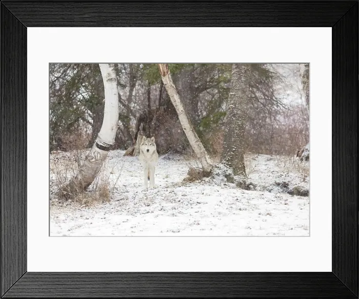 Framed Print : Grey wolf Canis lupus, adult standing at forest edge during snowfall, Montana, USA, March Framed Print : Grey wolf Canis lupus, adult standing at forest edge during snowfall, Montana, USA, March