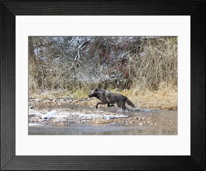 Framed Print : Grey wolf Canis lupus, adult running in river, Montana, USA, March Framed Print : Grey wolf Canis lupus, adult running in river, Montana, USA, March