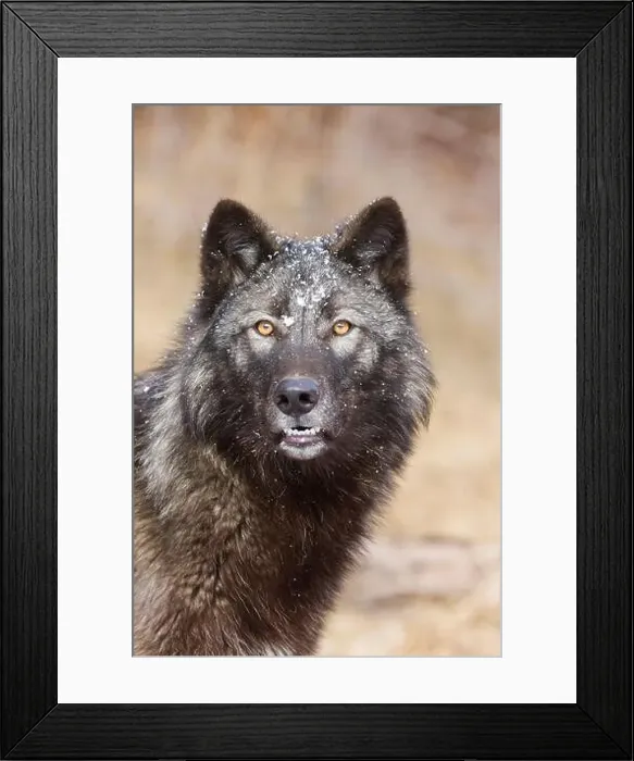 Framed Print : Grey wolf Canis lupus, adult portrait, Montana, USA, March Framed Print : Grey wolf Canis lupus, adult portrait, Montana, USA, March