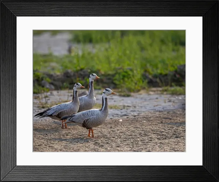 Framed Print : A Trio of Bar Headed Goose in field Framed Print : A Trio of Bar Headed Goose in field