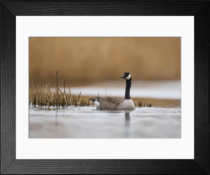 Framed Print : Canada Goose (Branta canadensis) swimming on a lake on the Somerset Levels in Somerset, United Kingdom