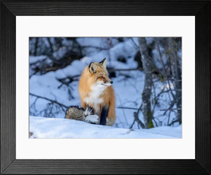 Framed Print : Red Fox (Vulpes vulpes) in Prince Albert National Park, Saskatchewan, Canada Framed Print : Red Fox (Vulpes vulpes) in Prince Albert National Park, Saskatchewan, Canada