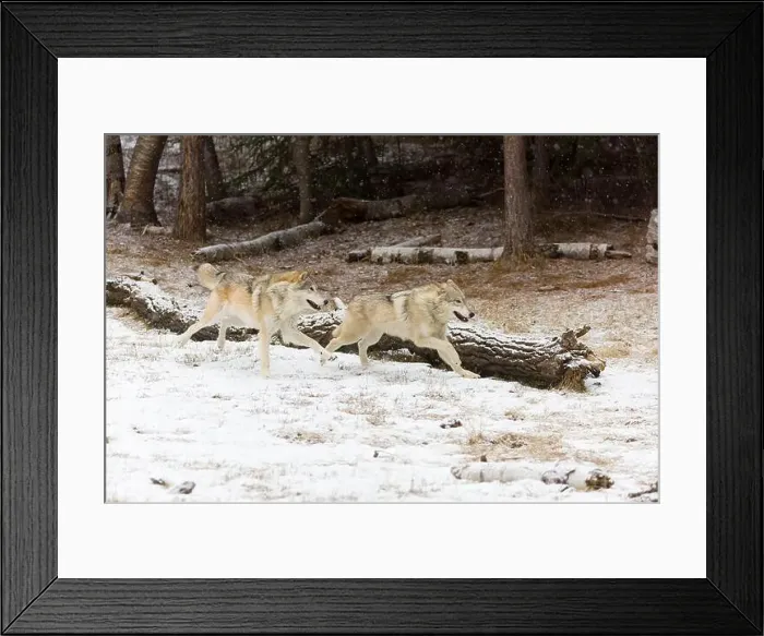 Framed Print : Grey wolf Canis lupus, 2 adults running at snow covered forest edge, Montana, USA, March Framed Print : Grey wolf Canis lupus, 2 adults running at snow covered forest edge, Montana, USA, March