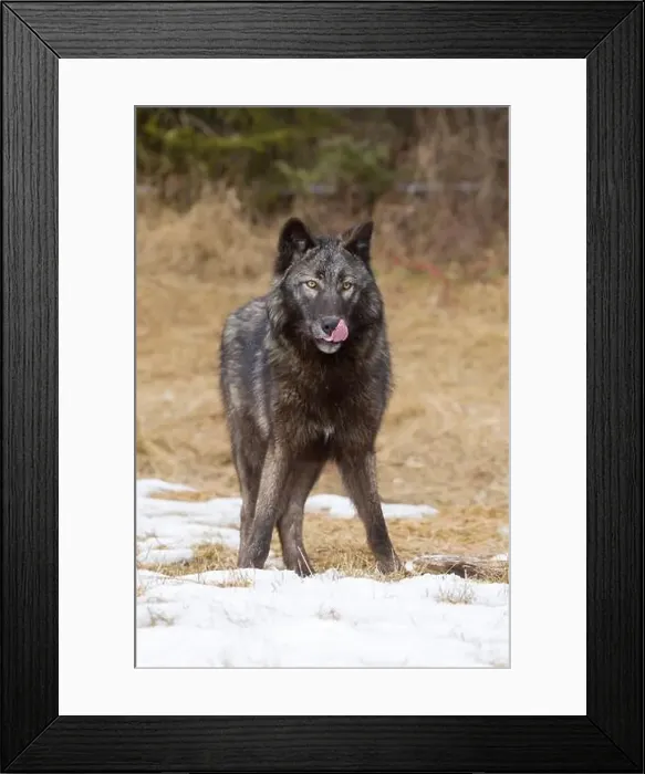 Framed Print : Grey wolf Canis lupus, adult standing on snow covered grassland, licking nose, Montana, USA, March Framed Print : Grey wolf Canis lupus, adult standing on snow covered grassland, licking nose, Montana, USA, March