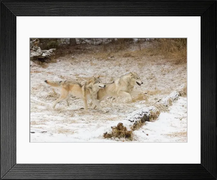 Framed Print : Grey wolf Canis lupus, 2 adults running on snow, Montana, USA, March Framed Print : Grey wolf Canis lupus, 2 adults running on snow, Montana, USA, March