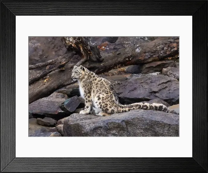 Framed Print : snow leopard (Panthera uncia), commonly known as the ounce Framed Print : snow leopard (Panthera uncia), commonly known as the ounce