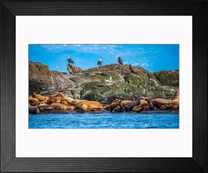 Framed Print : Bald Eagles (Haliaeetus leucocephalus) stand watch over Steller sea lions (Eumetopias jubatus) Framed Print : Bald Eagles (Haliaeetus leucocephalus) stand watch over Steller sea lions (Eumetopias jubatus)