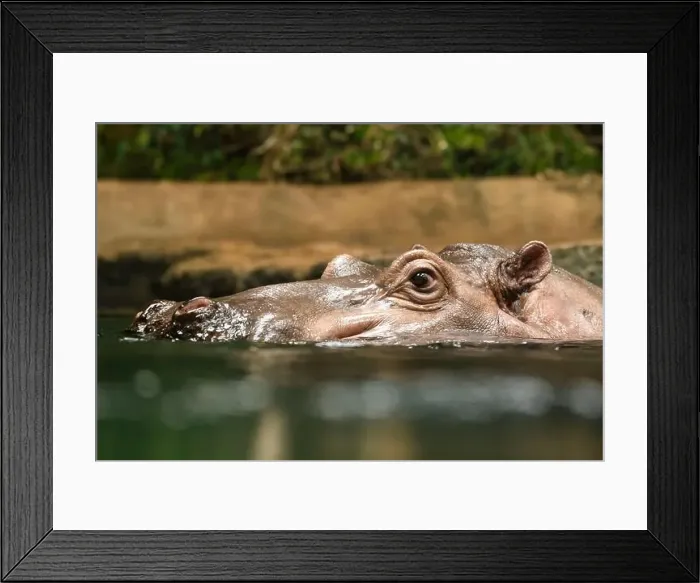 Framed Print : Hippopotamus, also shortened to hippo (pl.: hippos; Hippopotamus amphibius) Framed Print : Hippopotamus, also shortened to hippo (pl.: hippos; Hippopotamus amphibius)
