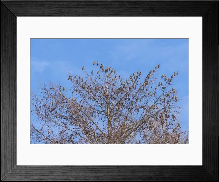 Framed Print : Bohemian waxwing (Bombycilla garrulus) Framed Print : Bohemian waxwing (Bombycilla garrulus)