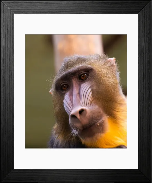 Framed Print : Male mandrill (Mandrillus sphinx) portrait Framed Print : Male mandrill (Mandrillus sphinx) portrait
