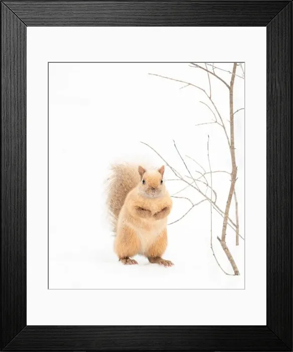Framed Print : Close up of cute albino blond squirrel on snowy background Framed Print : Close up of cute albino blond squirrel on snowy background