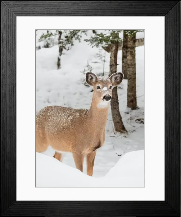 Framed Print : Close up of white-tailed deer standing in woods on snowy winter day Framed Print : Close up of white-tailed deer standing in woods on snowy winter day