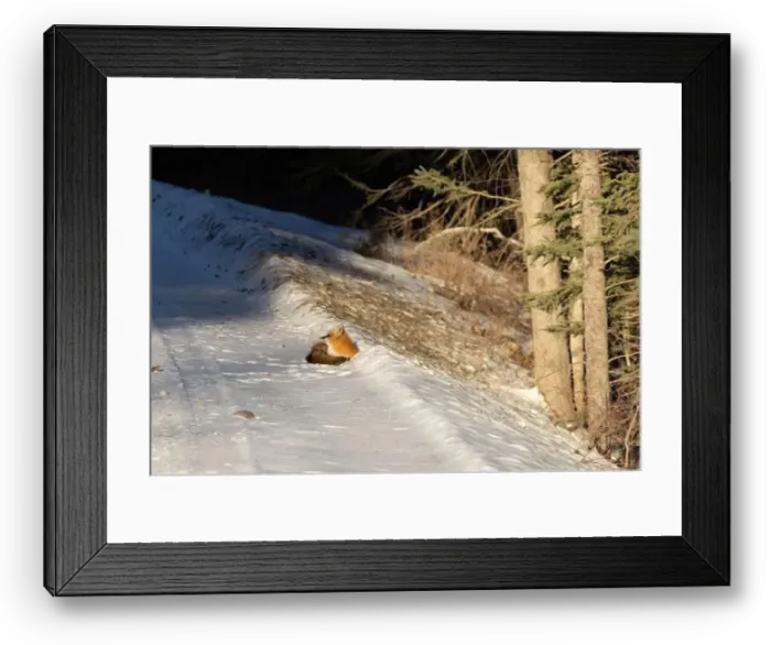 Framed Print : Red Fox (Vulpes vulpes) in Prince Albert National Park, Saskatchewan, Canada Framed Print : Red Fox (Vulpes vulpes) in Prince Albert National Park, Saskatchewan, Canada