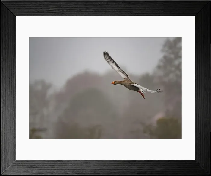 Framed Print : Egyptian goose flying through the air and about to land Framed Print : Egyptian goose flying through the air and about to land