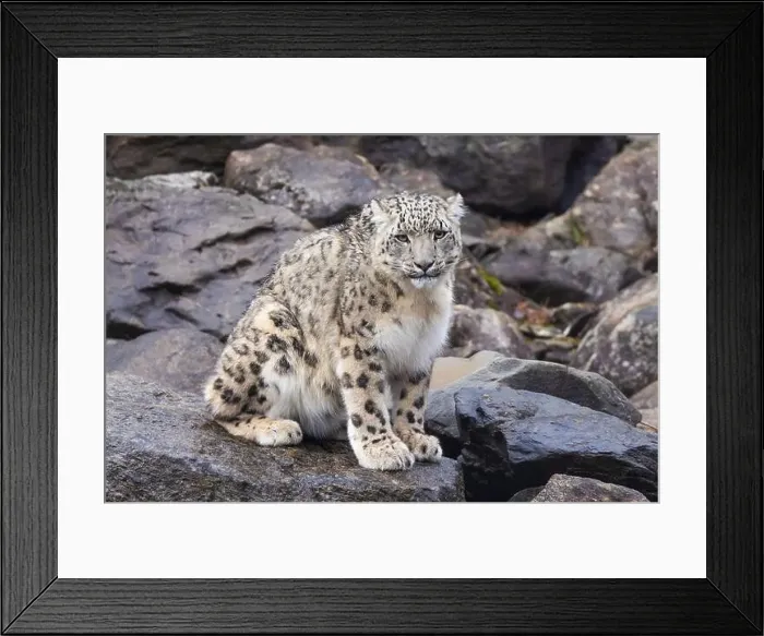 Framed Print : snow leopard (Panthera uncia), commonly known as the ounce Framed Print : snow leopard (Panthera uncia), commonly known as the ounce