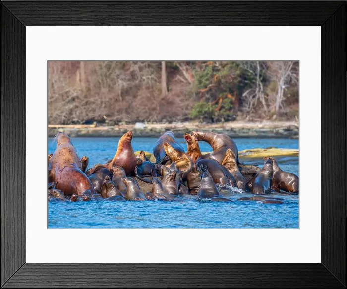 Framed Print : Steller sea lions (Eumetopias jubatus) hauled out at Norris Rocks near Hornby Island in the Salish Sea Framed Print : Steller sea lions (Eumetopias jubatus) hauled out at Norris Rocks near Hornby Island in the Salish Sea