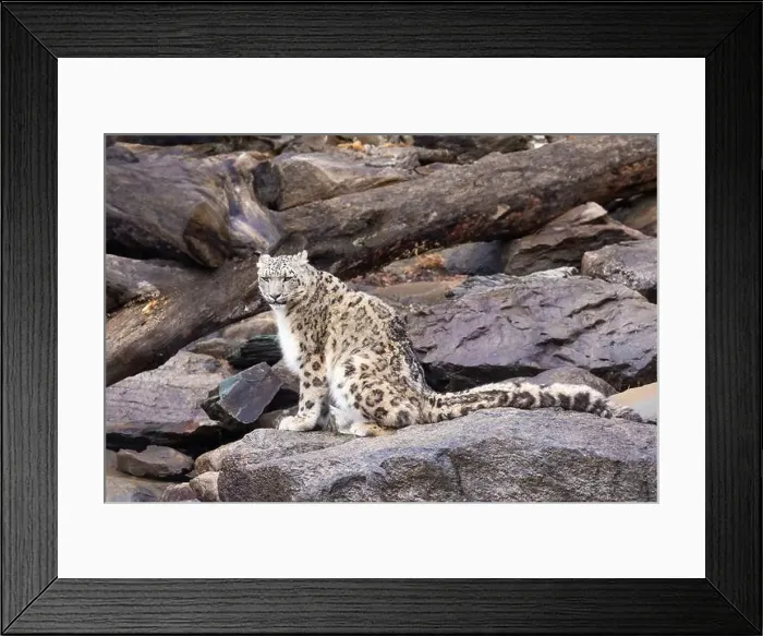 Framed Print : snow leopard (Panthera uncia), commonly known as the ounce Framed Print : snow leopard (Panthera uncia), commonly known as the ounce