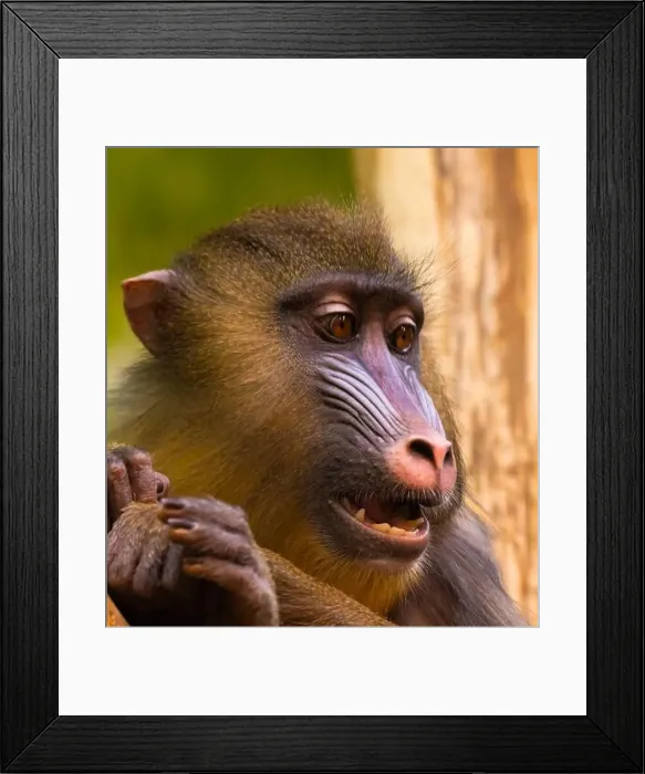 Framed Print : Male mandrill (Mandrillus sphinx) portrait Framed Print : Male mandrill (Mandrillus sphinx) portrait