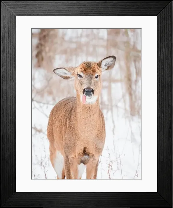 Framed Print : Close up of white-tailed deer with tongue hanging out on winter day Framed Print : Close up of white-tailed deer with tongue hanging out on winter day