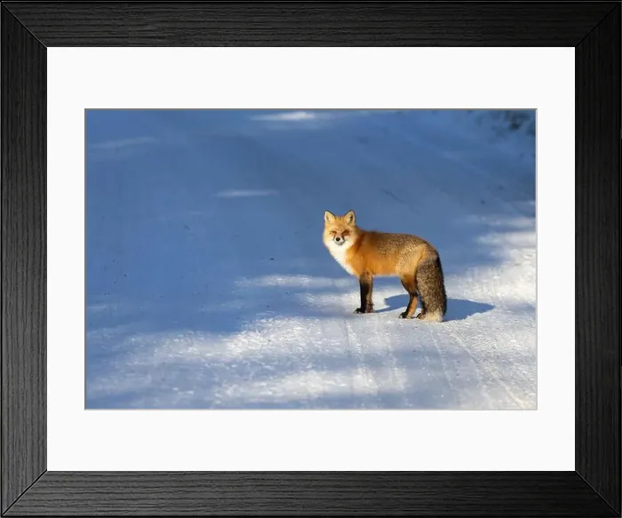 Framed Print : Red Fox (Vulpes vulpes) in Prince Albert National Park, Saskatchewan, Canada Framed Print : Red Fox (Vulpes vulpes) in Prince Albert National Park, Saskatchewan, Canada