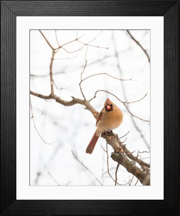 Framed Print : Female cardinal bird sitting on tree branch on cloudy winter day