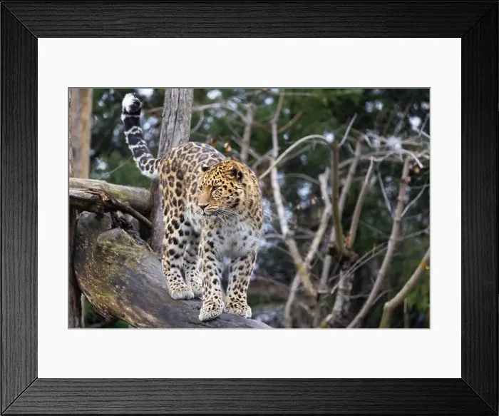 Framed Print : Amur leopard (Panthera pardus orientalis) Framed Print : Amur leopard (Panthera pardus orientalis)