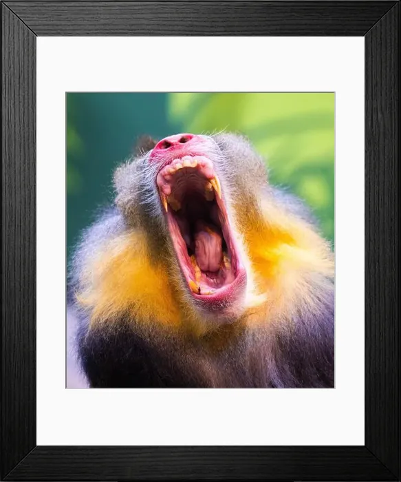 Framed Print : Male mandrill (Mandrillus sphinx) portrait Framed Print : Male mandrill (Mandrillus sphinx) portrait