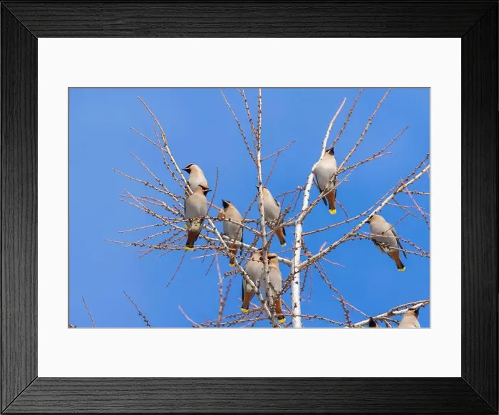 Framed Print : Bohemian waxwing (Bombycilla garrulus) Framed Print : Bohemian waxwing (Bombycilla garrulus)