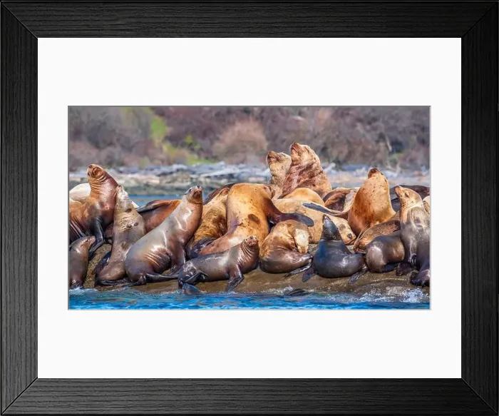 Framed Print : Steller sea lions (Eumetopias jubatus) hauled out at Norris Rocks near Hornby Island in the Salish Sea Framed Print : Steller sea lions (Eumetopias jubatus) hauled out at Norris Rocks near Hornby Island in the Salish Sea