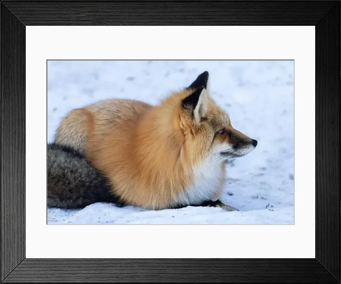 Framed Print : Red Fox (Vulpes vulpes) in Prince Albert National Park, Saskatchewan, Canada Framed Print : Red Fox (Vulpes vulpes) in Prince Albert National Park, Saskatchewan, Canada