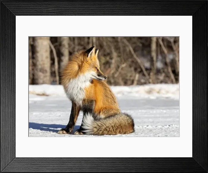 Framed Print : Red Fox (Vulpes vulpes) in Prince Albert National Park, Saskatchewan, Canada Framed Print : Red Fox (Vulpes vulpes) in Prince Albert National Park, Saskatchewan, Canada