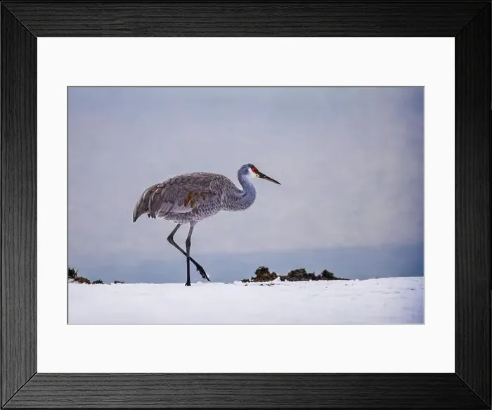Framed Print : The sandhill crane(Antigone canadensis) in the snow, , by the water in Southern Ontario Canada. Native American bird