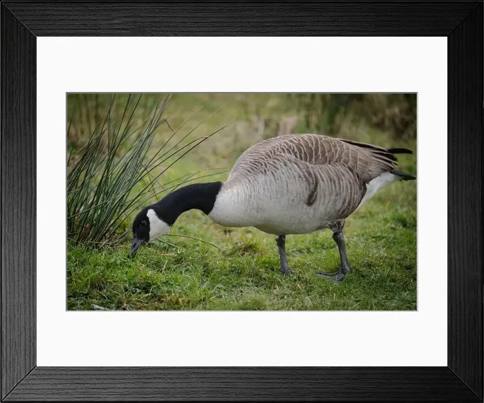 Framed Print : Canadian Goose looking for food