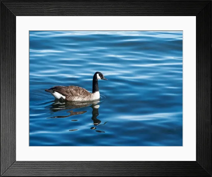 Framed Print : Canada goose (Branta canadensis) Framed Print : Canada goose (Branta canadensis)
