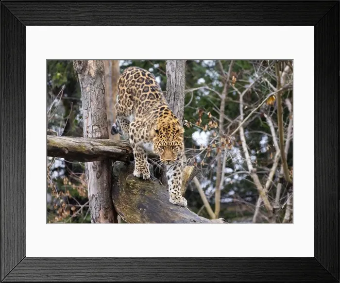 Framed Print : Amur leopard (Panthera pardus orientalis) Framed Print : Amur leopard (Panthera pardus orientalis)