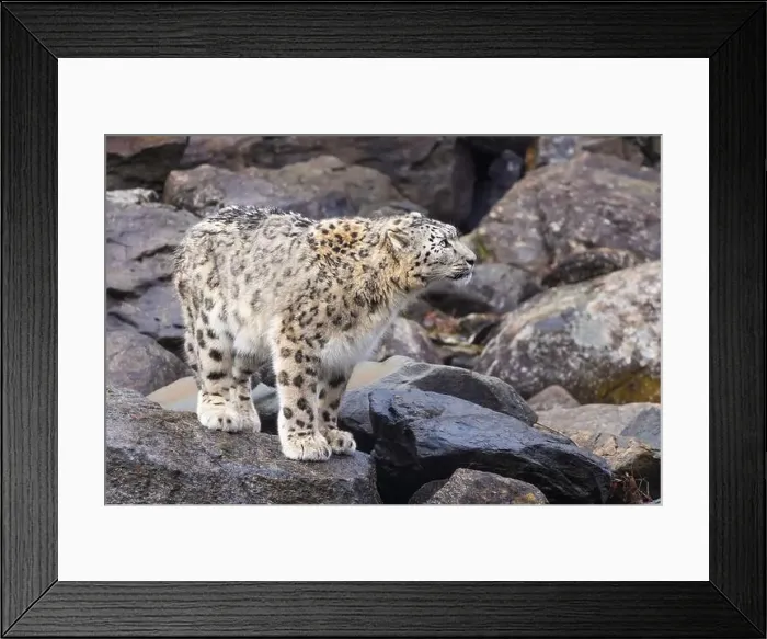 Framed Print : snow leopard (Panthera uncia), commonly known as the ounce Framed Print : snow leopard (Panthera uncia), commonly known as the ounce
