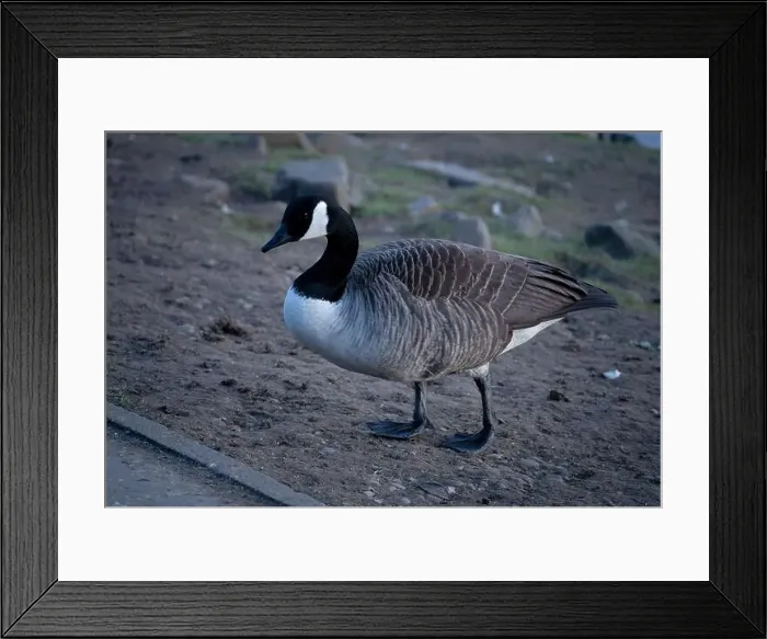 Framed Print : A Canadian Goose Framed Print : A Canadian Goose