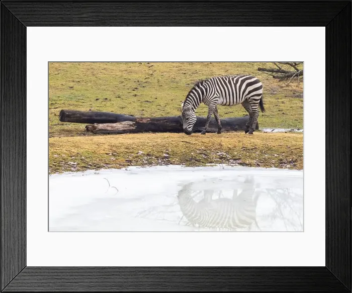 Framed Print : Grant's zebra (Equus quagga boehmi) Framed Print : Grant's zebra (Equus quagga boehmi)