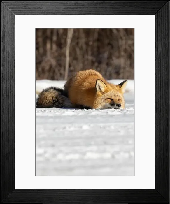 Framed Print : Red Fox (Vulpes vulpes) in Prince Albert National Park, Saskatchewan, Canada Framed Print : Red Fox (Vulpes vulpes) in Prince Albert National Park, Saskatchewan, Canada