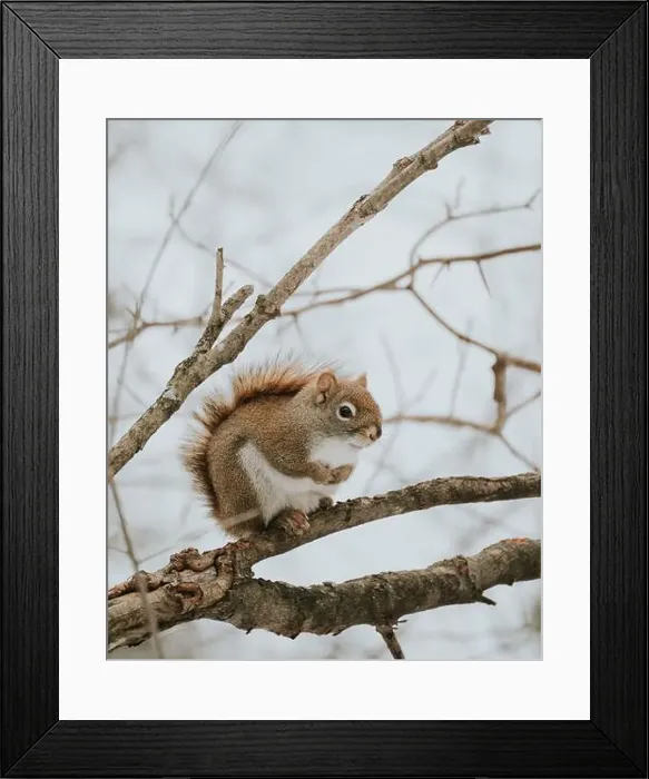 Framed Print : Close up of cute squirrel sitting on tree branch on cloudy winter day Framed Print : Close up of cute squirrel sitting on tree branch on cloudy winter day