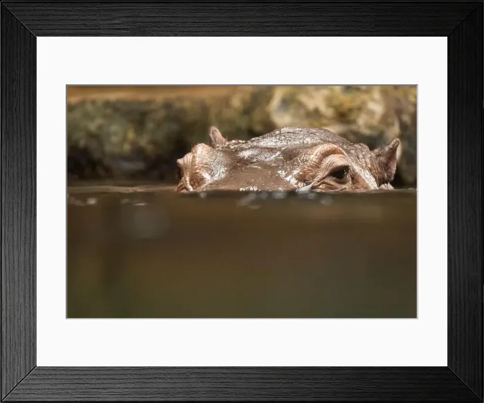 Framed Print : Hippopotamus, also shortened to hippo (pl.: hippos; Hippopotamus amphibius) Framed Print : Hippopotamus, also shortened to hippo (pl.: hippos; Hippopotamus amphibius)