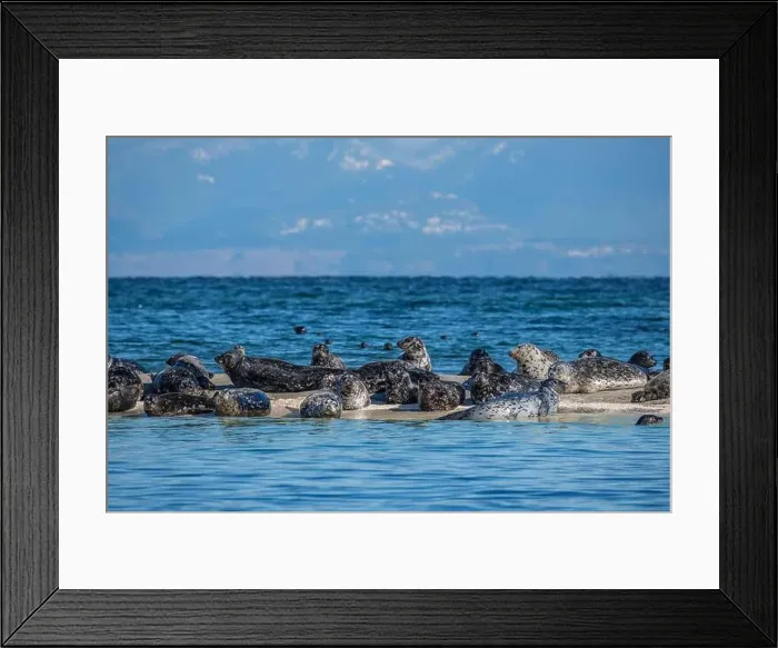 Framed Print : Harbour seals (Phoca vitulina) hauled out on the Seal Islets near Sandy Island Marine Park in the Salish Sea Framed Print : Harbour seals (Phoca vitulina) hauled out on the Seal Islets near Sandy Island Marine Park in the Salish Sea
