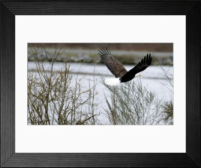 Framed Print : A bald eagle flying gracefully over water with wings spread. Cowichan Bay, Canada Framed Print : A bald eagle flying gracefully over water with wings spread. Cowichan Bay, Canada