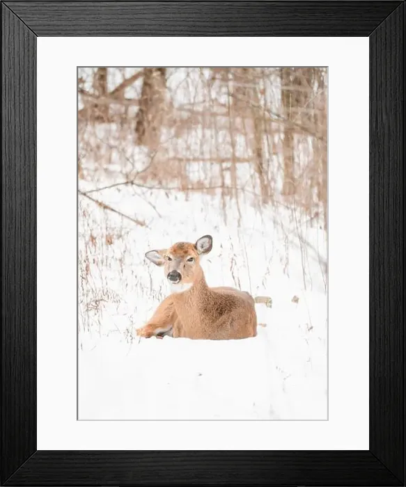 Framed Print : White-tailed deer laying on snow covered ground in the woods Framed Print : White-tailed deer laying on snow covered ground in the woods