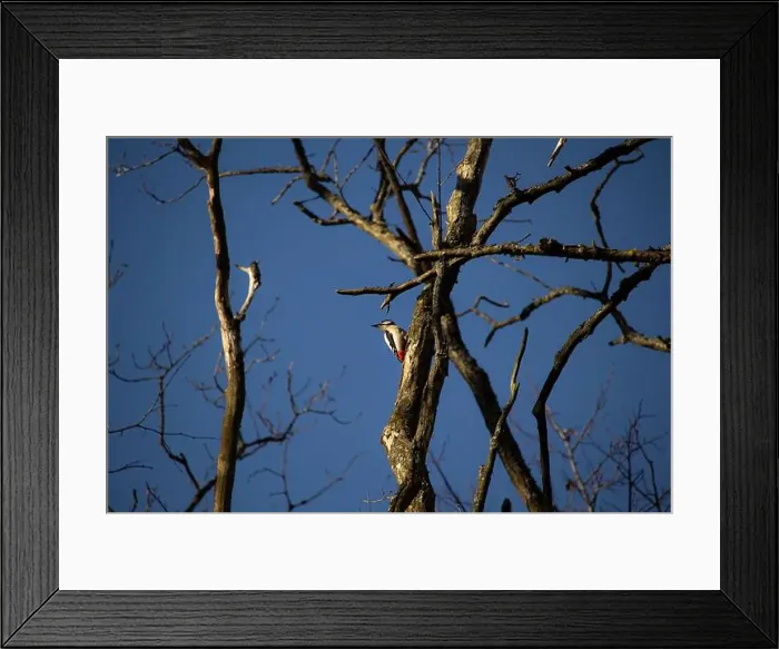 Framed Print : Great spotted woodpecker on a tree. Great spotted woodpecker is from woodpecker family of birds