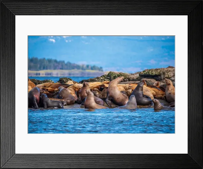 Framed Print : Steller sea lions (Eumetopias jubatus) hauled out at Norris Rocks near Hornby Island in the Salish Sea Framed Print : Steller sea lions (Eumetopias jubatus) hauled out at Norris Rocks near Hornby Island in the Salish Sea